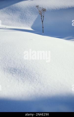 Prise de vue verticale minimaliste avec une plante recouverte de neige fraîche. Banque D'Images