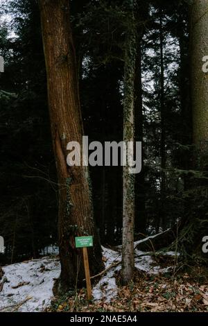 Châtaignier doux et forêt sombre et paisible derrière elle en hiver. Banque D'Images