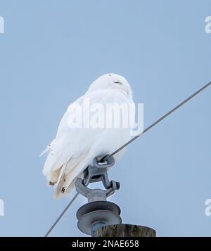 Hibou enneigé mâle perché sur un poteau utilitaire le jour de l'hiver au Canada. Banque D'Images