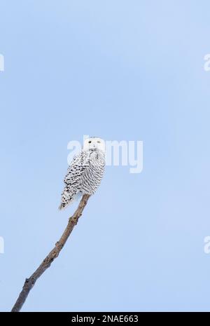 Hibou enneigé femelle perchée sur la branche le jour d'hiver au Canada. Banque D'Images