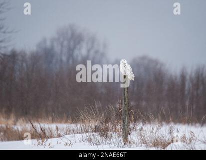 Hibou enneigé femelle perchée sur la clôture le jour de l'hiver au Canada. Banque D'Images