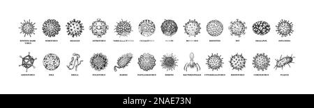 Virus dont le nom est isolé sur fond blanc. Différents types de micro-organismes microscopiques. Illustration vectorielle dans le style d'esquisse Illustration de Vecteur