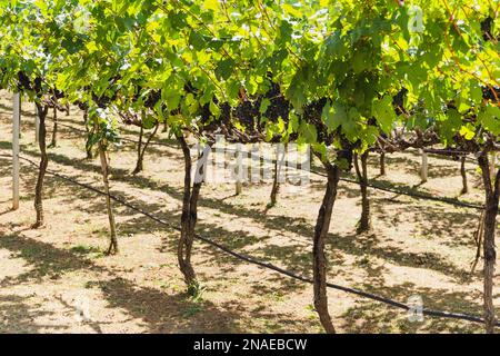 Grapevine avec des petits pains mûrs de raisins dans le vignoble. Banque D'Images