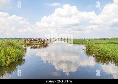 Troupeau de vaches sur la rive d'une crique, dans un paysage typique de la Hollande, après-midi d'été et un groupe de vaches emballées ensemble Banque D'Images