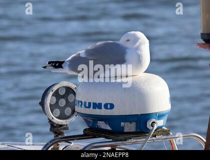 Un Goéland argenté repose sur le module de communication d'un bateau de pêche. Ces oiseaux intelligents se sont adaptés à la vie autour des humains autour de la côte. Banque D'Images