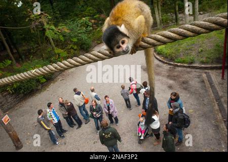 Les singes écureuils à coiffe noire (Saimiri Boliviensis) interagissent avec les touristes dans un zoo aux pays-Bas, Apenheul Primate Park, spécialisé dans ... Banque D'Images