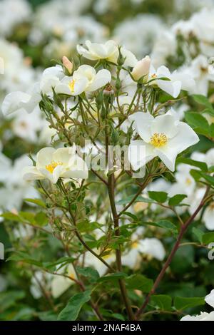 Rosa Kew Gardens, Rosa Ausfence, rose arbustive sans épine, fleurs blanches onctueuses avec étamines jaunes Banque D'Images