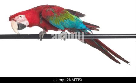 Ara à ailes vertes, rouges et vert Macaw (Ara chloropterus), Parrot Banque D'Images