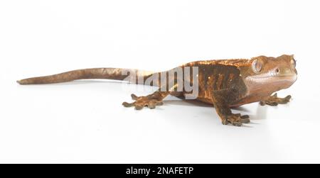 Crested Gecko (Correlophus rhachodactylus), coloration Arlequin Banque D'Images