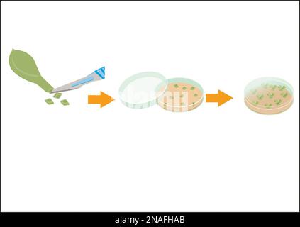 Usines de clonage Banque D'Images