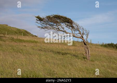 Un petit arbre sur la côte de l'île de Wight au Royaume-Uni a subi l'effet Krumholtz ou l'élagage du vent pour freiner sa croissance. Banque D'Images