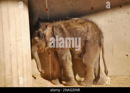 Le bébé éléphant d'asie (Elephas maximus), connu sous le nom d'éléphant d'Asie, en enceinte. Zoo Madrit, Espagne. Parc à thème. Banque D'Images