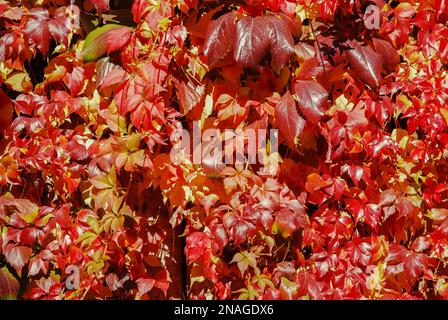 Plante d'escalade Hedera, appelée ivy (pluriel ivies). L'arbuste ornemental pousse sur une clôture en bois. Feuilles décoratives colorées. Plantes de couverture de sol. Multicolo Banque D'Images