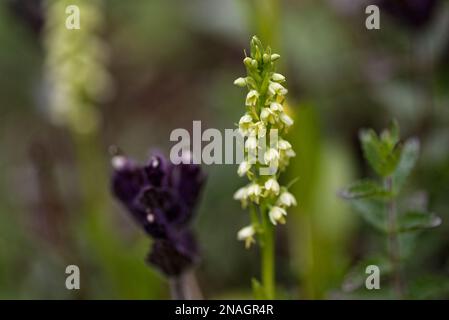 Petite orchidée blanche au Groenland Banque D'Images