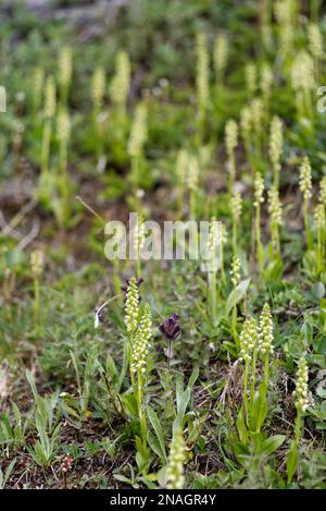 Petite orchidée blanche au Groenland Banque D'Images