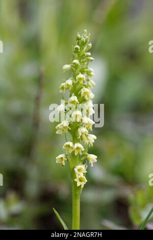 Petite orchidée blanche au Groenland Banque D'Images