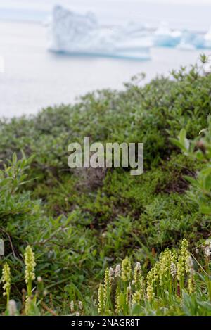 Petite orchidée blanche au Groenland Banque D'Images