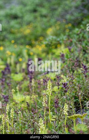 Petite orchidée blanche au Groenland Banque D'Images