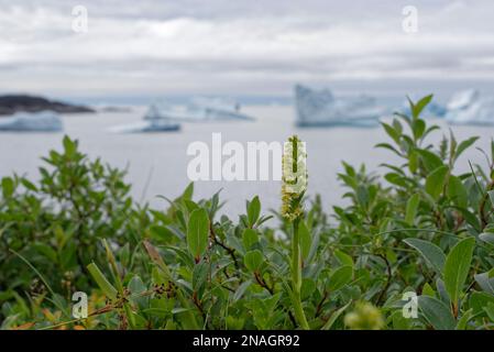 Petite orchidée blanche au Groenland Banque D'Images