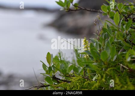 Petite orchidée blanche au Groenland Banque D'Images