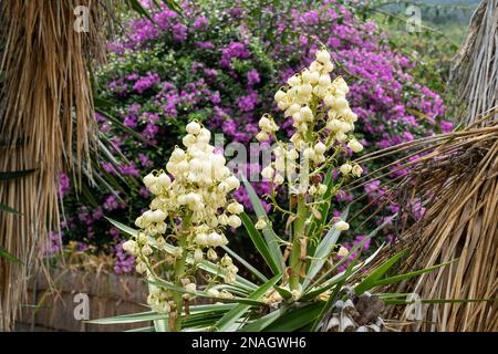 Les palnts de Yucca, genre Yucca, en fleur à San Agustin Etla, Oaxaca, Mexique. Les yuccas ont des épis de fleurs avec des fleurs blanches cireuses. Derrière se trouve un bo coloré Banque D'Images