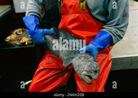 Pêcheur tenant une anguille loup (Anarrhichthys ocellatus) à bord d'un bateau de pêche dans le Clayoquot Sound, Colombie-Britannique, Canada ; Colombie-Britannique, Canada Banque D'Images