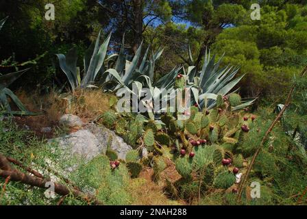 Champ Cactus. Poire pirickée (opuntia ficus - indica) avec fruits mûrs pourpres. Mission cactus, figuier indien opuntia. Agave americana. Banque D'Images