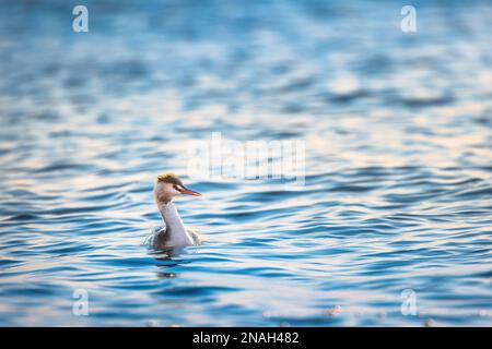 Super grebe à crête flottant dans l'eau de mer au lever du soleil Banque D'Images