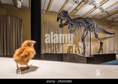 Squelette de Tyrannosaurus au Musée d'Histoire naturelle de Berlin, Allemagne Banque D'Images