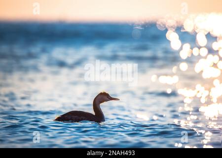 Super grebe à crête flottant dans l'eau de mer au lever du soleil Banque D'Images