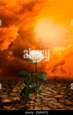rose blanche sur un sol sec, espoir pour l'avenir contre le réchauffement climatique Banque D'Images