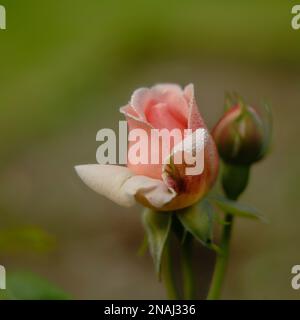 Rose avec des gouttes d'eau Banque D'Images