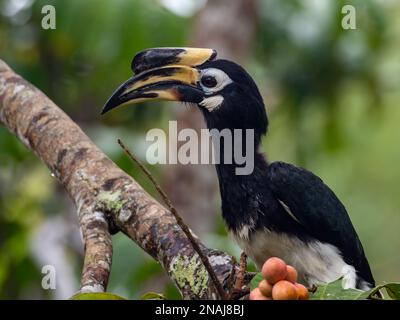 Charme oriental à pied, Anthracoceros albirostris, oiseau noir et blanc mangeant des fruits dans le parc national de Khao yai, en Thaïlande Banque D'Images