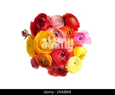 Magnifiques fleurs de ranunculus fraîches sur fond blanc, vue de dessus Banque D'Images