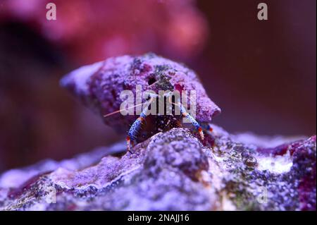 Blue Leg Hermit Crab on a Rock sous-marin en eau salée Banque D'Images