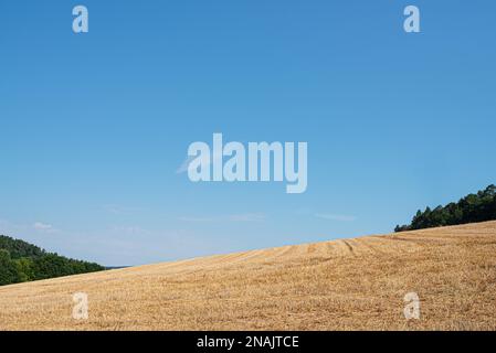 récolte de champ de blé dans un paysage vallonné contre ciel bleu clair d'été Banque D'Images