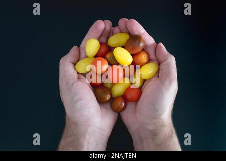 directement au-dessus de la vue des mains tenant de petites tomates cerises colorées Banque D'Images