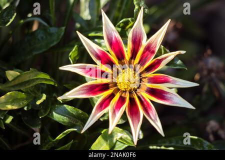 Gazania jaune et rouge fleurit dans un jardin anglais Banque D'Images