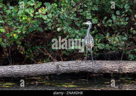 Héron gris debout sur un arbre tombé au bord d'un lac À Surrey Banque D'Images