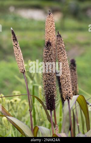 L'herbe de bristle à queue de bœuf (Setaria italica P. Beauv) pousse dans un jardin en italie Banque D'Images