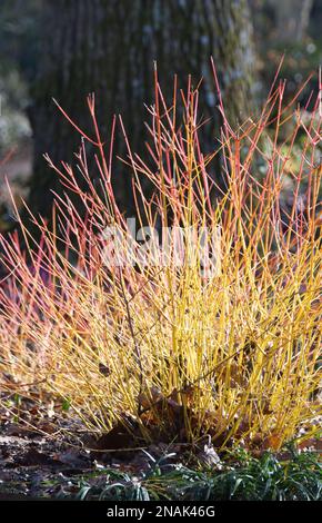 Cornus sanguinea feu au milieu de l'hiver dans le jardin du Royaume-Uni en février Banque D'Images