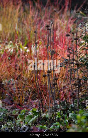 Scène jardin d'hiver avec tiges phlomis contre Cornus sanguinea feu mi-hiver dans le jardin du Royaume-Uni février Banque D'Images