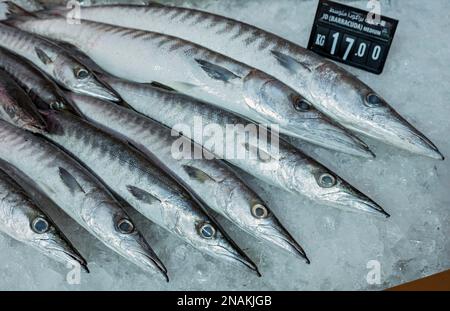 Barracudas, marché aux poissons, district de Mina, Vieux-Port de Doha, Qatar Banque D'Images