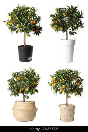 Ensemble de kumquat arbres avec des fruits dans des pots de fleurs sur fond blanc Banque D'Images