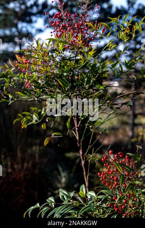 Nandina domestica, bambou céleste, Berberidaceae. Baies rouges brillantes présentées à la fin de l'hiver. Banque D'Images