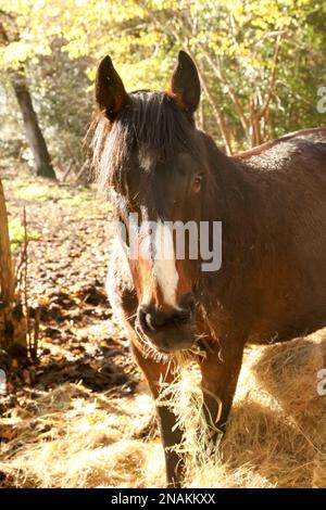 Un cheval brun mangeant mâchant une bouche de foin regardant l'appareil photo, portrait, 2023 Banque D'Images