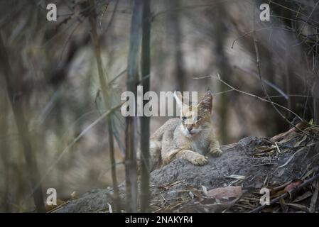 chat de la jungle ou felis chas ou chat de roseau chat kitten de près ou de portrait dans le germon noir isolé dans le parc national de kanha forêt tigre réserve inde Banque D'Images