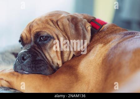 Le chien de race Boxer. Banque D'Images