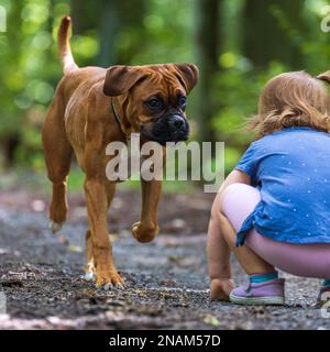 Un jeune boxeur joue avec une petite fille dans la forêt. Banque D'Images