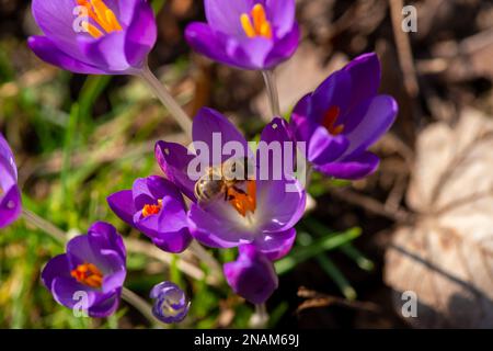 Stubbings, Maidenhead, Berkshire, Royaume-Uni. 13th février 2023. Une abeille recueille le safran d'un crocus pourpre. C'était une belle matinée ensoleillée à Stubbings, Maidenhead aujourd'hui. Les jardins et le cimetière de l'église Saint-Jacques-le-moins à Stubbings ont des tapis de jolis gouttes de neige, crocus et fleurs printanières. Crédit : Maureen McLean/Alay Live News Banque D'Images